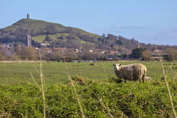 Mouton Broutant Sur Champ Avec Magnifique Glastonbury Tor Loin Glastonbury — Photo