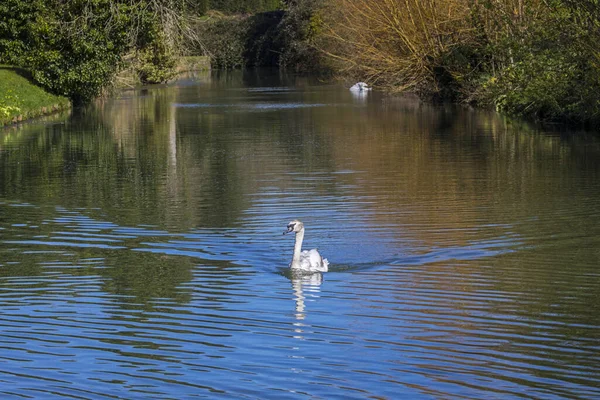 Svanarna Simmar Vallgraven Som Omger Biskopspalatset Wells Somerset Storbritannien — Stockfoto