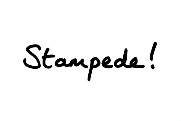 Stampede Manuscrito Sobre Fundo Branco — Fotografia de Stock