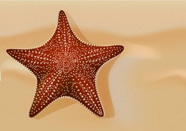 Starfish_on_the_sand