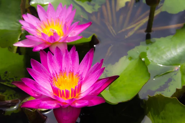 Göletteki lotus.