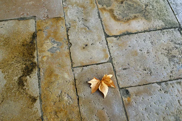 Suchy liść klonu na kamiennej podłodze — Zdjęcie stockowe