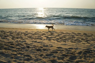 Kochi, Kerala, Hindistan yakınlarındaki Marari plajında tek başına koşan bir köpek.                               