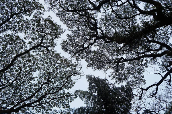 Deszczowe Drzewo Tle Bezchmurnego Nieba Kerala Indie — Zdjęcie stockowe