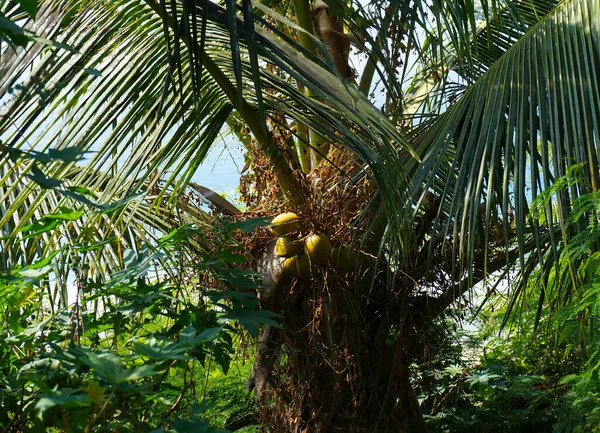 Deniz Kenarındaki Çalılıklarda Hindistan Cevizi Ağacının Meyveleri — Stok fotoğraf