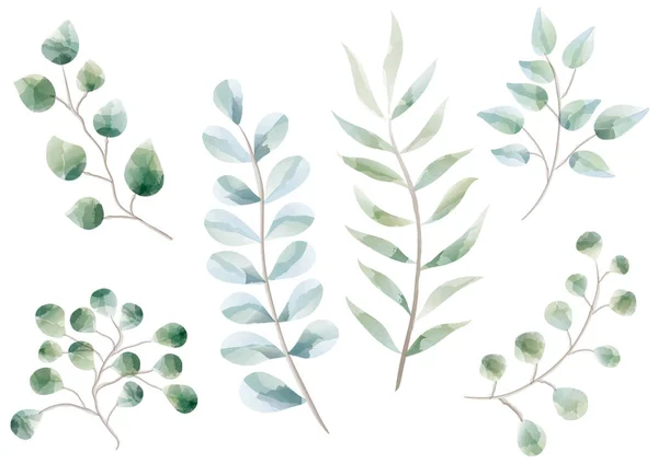 Set von Aquarell botanischen Elementen isoliert auf weißem Hintergrund. — Stockvektor