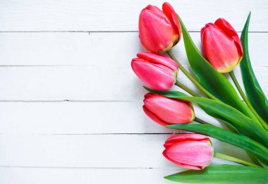 Beyaz arkaplanda kırmızı laleler.