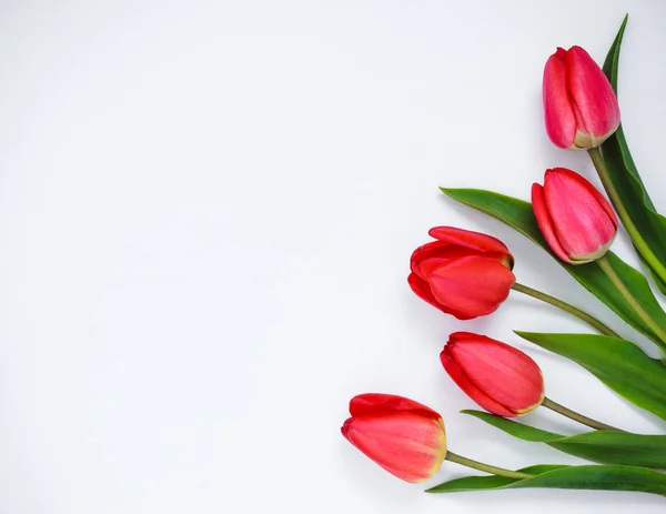 Tulipanes rojos sobre fondo blanco. —  Fotos de Stock