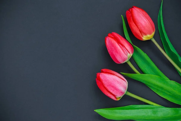 Tulipanes rojos sobre fondo blanco. —  Fotos de Stock