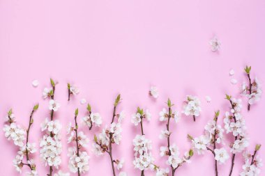 Pembe bir arka plan üzerinde beyaz bahar çiçek desen yaptı. Çiçekler bileşimi. Üstten Görünüm, kopya, kare, daire alan yatıyordu. 