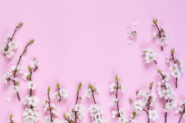 Pembe bir arka plan üzerinde beyaz bahar çiçek desen yaptı. Çiçekler bileşimi. Üstten Görünüm, kopya, kare, daire alan yatıyordu. 