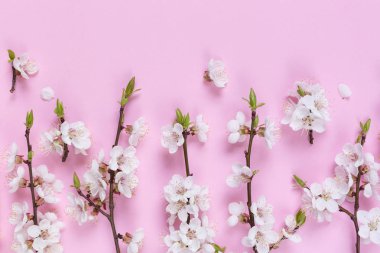 Pembe bir arka plan üzerinde beyaz bahar çiçek desen yaptı. Çiçekler bileşimi. Üstten Görünüm, kopya, kare, daire alan yatıyordu. 