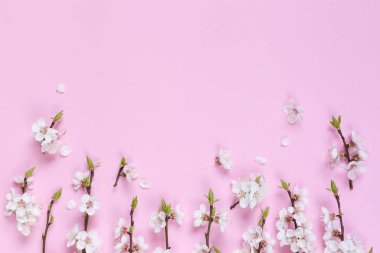 Pembe bir arka plan üzerinde beyaz bahar çiçek desen yaptı. Çiçekler bileşimi. Üstten Görünüm, kopya, kare, daire alan yatıyordu. 