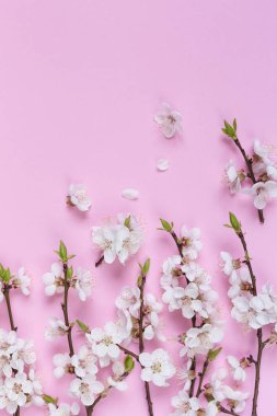 Pembe bir arka plan üzerinde beyaz bahar çiçek desen yaptı. Çiçekler bileşimi. Üstten Görünüm, kopya, kare, daire alan yatıyordu. 
