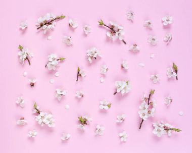 Pembe bir arka plan üzerinde beyaz bahar çiçek desen yaptı. Çiçekler bileşimi. Üstten Görünüm, kopya, kare, daire alan yatıyordu. 