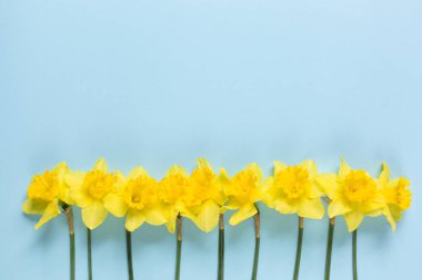 Nergis mavi bir arka plan üzerinde. Mavi bir arka plan üzerinde sarı çiçek deseni. Çiçekler bileşimi. Üstten Görünüm, kopya, kare, daire alan yatıyordu.