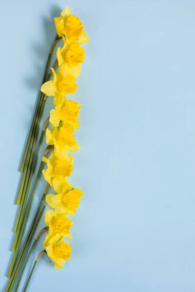 Narcisos Sobre Fondo Azul Patrón Flores Amarillas Sobre Fondo Azul —  Fotos de Stock