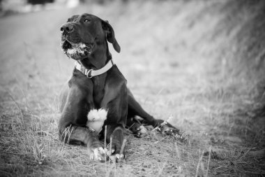 sevimli köpek çimlerin üzerine