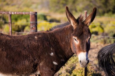 bir çiftlikte bir eşek portrair 