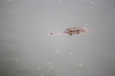 Nil timsah başkanı 