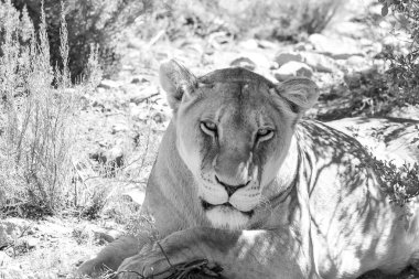 Kadın bir dişi aslan portre kadar kapatın