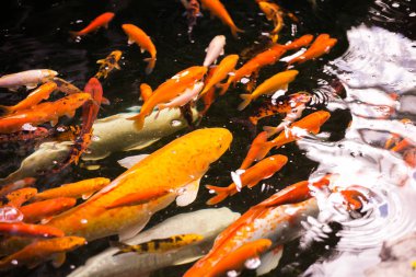 Güzel Koi sazan besleme 