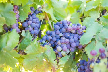 üzüm asma güneş ışığı üzerinde