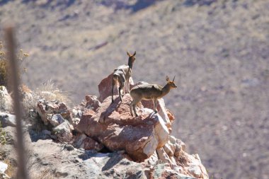 kadın Impala hayvanlar