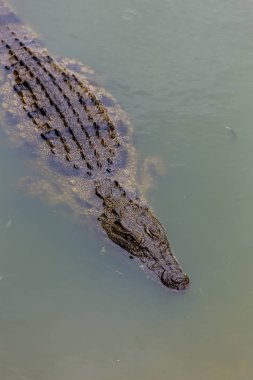 Nil timsah başkanı 