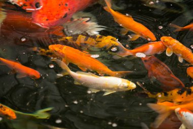 Güzel Koi sazan besleme 