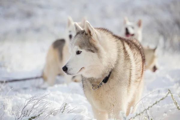 Huskies jogar na neve — Fotografia de Stock