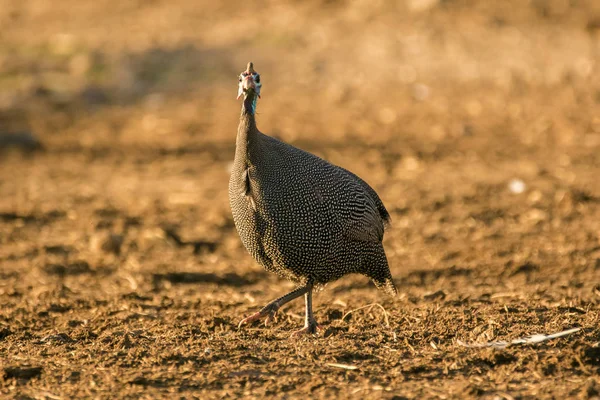 Helmeted Guineafowl (Numida melagris) — стокове фото