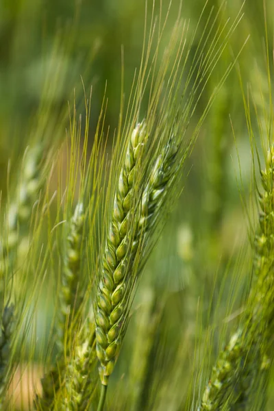Молодий зелена пшениця — стокове фото