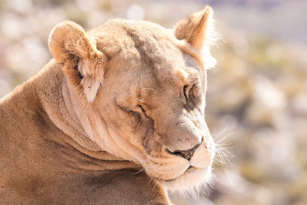 Close up portrait of a female lioness — Stock Photo, Image