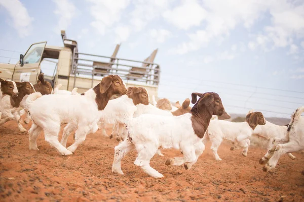 Calfs calving on farm — Stock Photo, Image