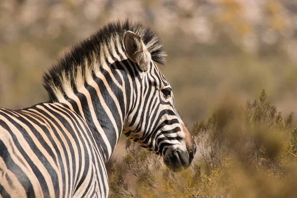 Närbild bild av Zebra — Stockfoto