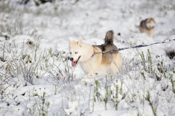 Husky jugando en la nieve —  Fotos de Stock