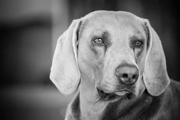 Cute Weimaraner Dog — Stock Photo, Image
