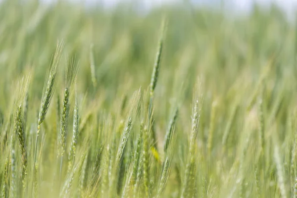 Young green wheat — Stock Photo, Image