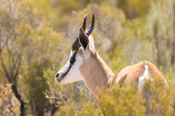 Portret Springbok z bliska — Zdjęcie stockowe