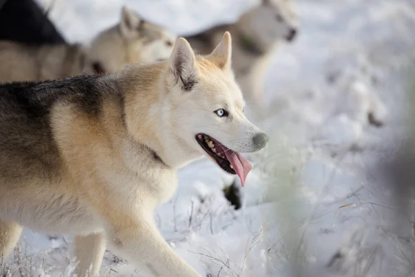 Huskies jugando en la nieve —  Fotos de Stock