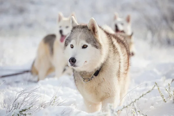 Hundarna leker i snön — Stockfoto