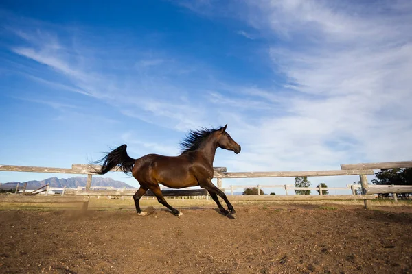 Plnokrevný hřebec běží — Stock fotografie