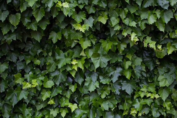 Ivy growing against a white exterior wall — Stock Photo, Image