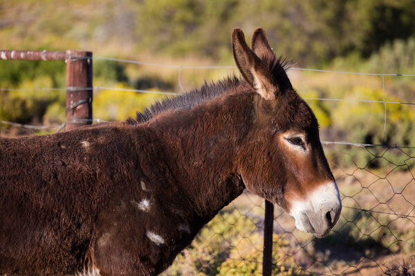 portrair of a donkey on a farm 