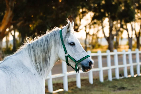 Hermoso caballo jugando — Foto de Stock