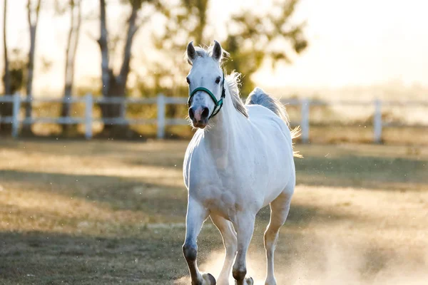 Treinamento de cavalo em uma paddock — Fotografia de Stock