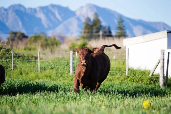 Kuh läuft auf Feld — Stockfoto
