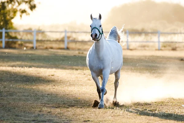 Paard opleiding in een paddock — Stockfoto