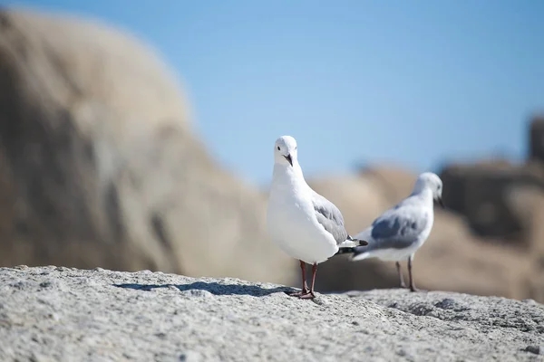 Gabbiani seduti sulla roccia — Foto Stock